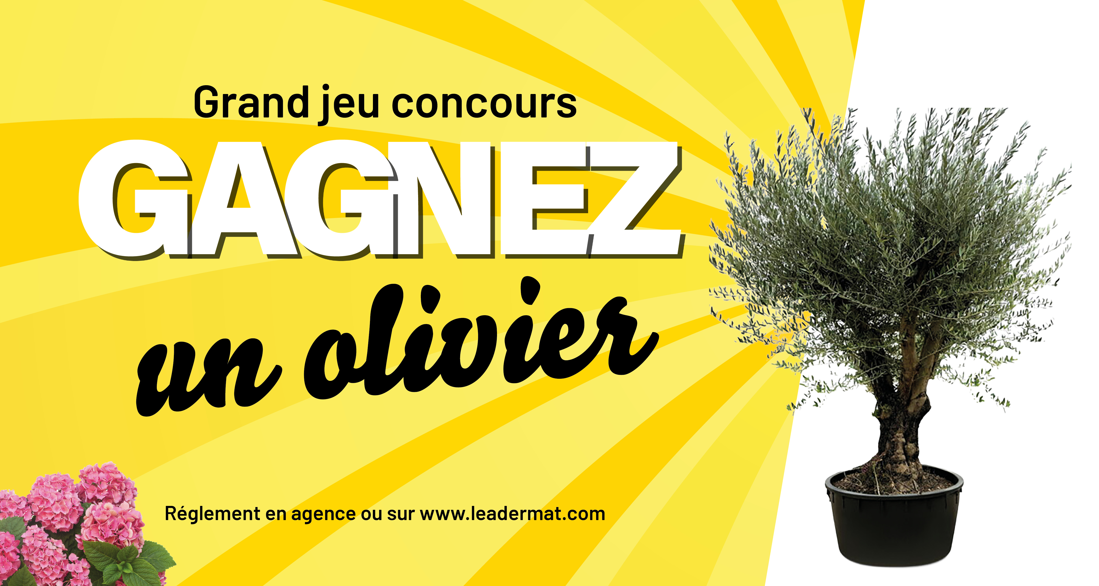 Gagnez un olivier !